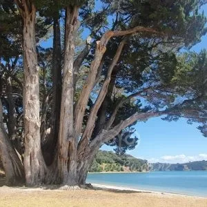 Scott’s Landing – Mahurangi East