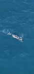 Kaikoura Whale Watch flights – Kaikoura