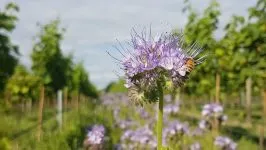 Palliser Estate Winery – Martinborough